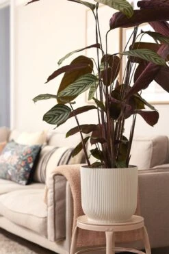 Elho Vibes Fold Rond Wielen 35 - Bloempot Voor Binnen - Ø 34.9 X H 32.4 Cm - Zijdewit 10 Elho Vibes Fold Rond Wielen 35 - Bloempot Voor Binnen - Ø 34.9 X H 32.4 Cm - Zijdewit -Tuinverzorgings Winkel 800x1200 163