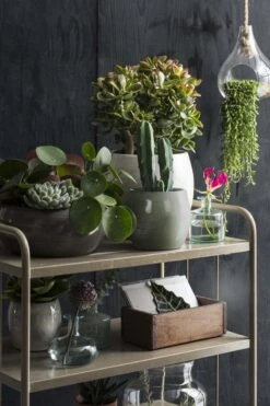 Mica Decorations Lester Bloempot - H31 X Ø33 Cm - Terracotta - Groen -Tuinverzorgings Winkel 800x1200 165