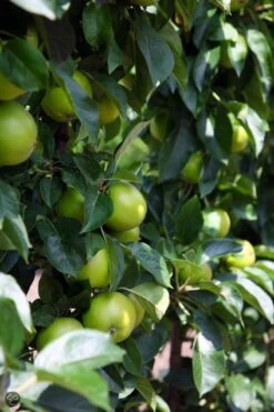 ECOStyle Vinassekali Organische Meststof - Vuor Kaliumtekort - Voor Moestuin, Siertuin En Fruit - Hoger Weerstand Tegen Droogte & Vorst - 15M² - 800 GR 17 ECOStyle Vinassekali Organische Meststof - Vuor Kaliumtekort - Voor Moestuin, Siertuin En Fruit - Hoger Weerstand Tegen Droogte & Vorst - 15M² - 800 GR -Tuinverzorgings Winkel 800x1200