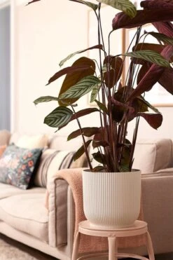 Elho Vibes Fold Rond 30 - Bloempot Voor Binnen - Ø 29.5 X H 27.2 Cm - Zijdewit -Tuinverzorgings Winkel 800x1200 77