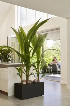 Elho Vivo Next Lang 60 - Bloempot Voor Binnen & Buiten - Ø 59.0 X H 29.2 Cm - Zwart/Living Black -Tuinverzorgings Winkel 800x1200 82