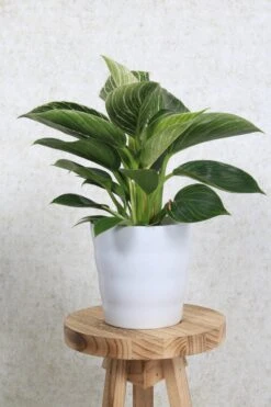 WL Plants - Bloempot Binnen - Set Van 4 - Dawn Ø12 Wit - Luxe Bloempotten Voor Binnen - Bloempotten Voor Buiten - Bloembak & Plantenpot - Hoogte 12,5 Cm - Keramisch Met Hoogwaardige Afwerking -Tuinverzorgings Winkel 800x1200 86