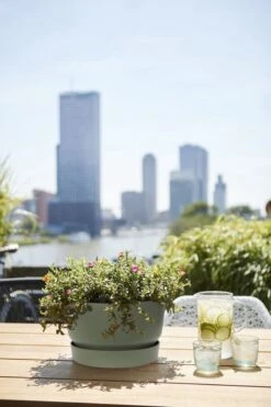 Elho Greenville Schaal 33 - Bloempot Voor Buiten - Ø 32.5 X H 19.4 Cm - Groen/Blad Groen -Tuinverzorgings Winkel 800x1200 98