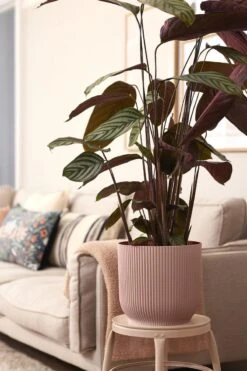 Elho Vibes Fold Rond Wielen 35 - Bloempot Voor Binnen - Ø 34.9 X H 32.4 Cm - Delicaat Roze -Tuinverzorgings Winkel 800x1200 99