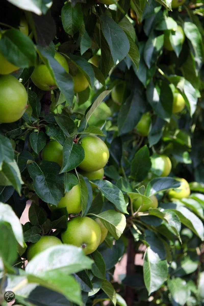 ECOStyle Vinassekali Organische Meststof - Vuor Kaliumtekort - Voor Moestuin, Siertuin En Fruit - Hoger Weerstand Tegen Droogte & Vorst - 15M² - 800 GR 8 ECOStyle Vinassekali Organische Meststof - Vuor Kaliumtekort - Voor Moestuin, Siertuin En Fruit - Hoger Weerstand Tegen Droogte & Vorst - 15M² - 800 GR - Afbeelding 6