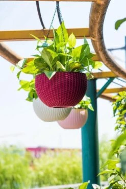 Hangpot Kunststof – Bloempot Hangend – Binnen & Buiten- Plantenhanger –Incl. Afvoerstop – 26 Cm - Zwart -Tuinverzorgings Winkel 801x1200 15