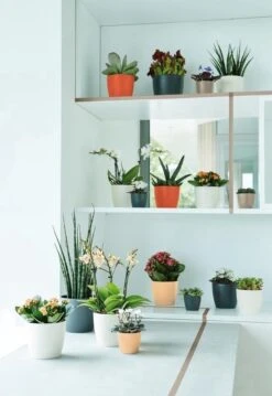 Elho B.for Soft Rond 35 - Bloempot Voor Binnen - Ø 34.5 X H 32.3 Cm - Antraciet -Tuinverzorgings Winkel 825x1200 4