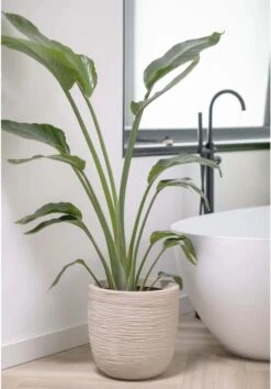 Capi Europe - Bloempot Bol Waste Rib NL - 35x34 - Terrazzo Beige - Voor Binnen En Buiten - KTBR932 20 Capi Europe - Bloempot Bol Waste Rib NL - 35x34 - Terrazzo Beige - Voor Binnen En Buiten - KTBR932 -Tuinverzorgings Winkel 837x1200 4