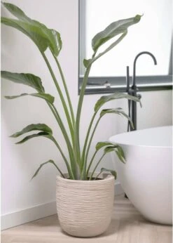 Capi Europe - Bloempot Bol Waste Rib NL - 43x41 - Terrazzo Beige - Voor Binnen En Buiten - KTBR933 20 Capi Europe - Bloempot Bol Waste Rib NL - 43x41 - Terrazzo Beige - Voor Binnen En Buiten - KTBR933 -Tuinverzorgings Winkel 856x1200 2