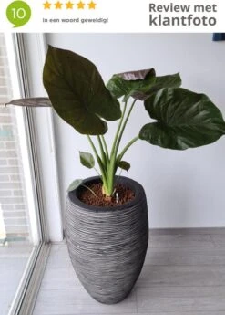 Capi Europe - Vaas Elegant Deluxe Rib NL - 40x60 - Antraciet - Voor Binnen En Buiten - KOFZ1131 -Tuinverzorgings Winkel 858x1200 2