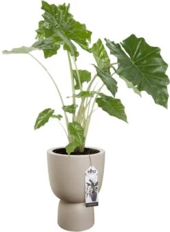 Elho Pure Coupe 35 - Bloempot Voor Binnen & Buiten - Ø 34.9 X H 49.0 Cm - Beige/Balanced Beige -Tuinverzorgings Winkel 880x1200 6