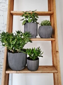 Capi Europe - Set Van 4 - Bloempot Binnen - Groove - Antraciet -Tuinverzorgings Winkel 899x1200 6