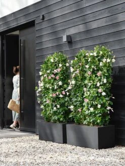 Elho Vivo Next Lang 60 - Bloempot Voor Binnen & Buiten - Ø 59.0 X H 29.2 Cm - Zwart/Living Black -Tuinverzorgings Winkel 900x1200 23