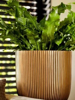 Capi Europe - Bloempot Bol Groove - 23x21 - Goud - Bloempot Voor Binnen - BGVGB134 -Tuinverzorgings Winkel 900x1200 27