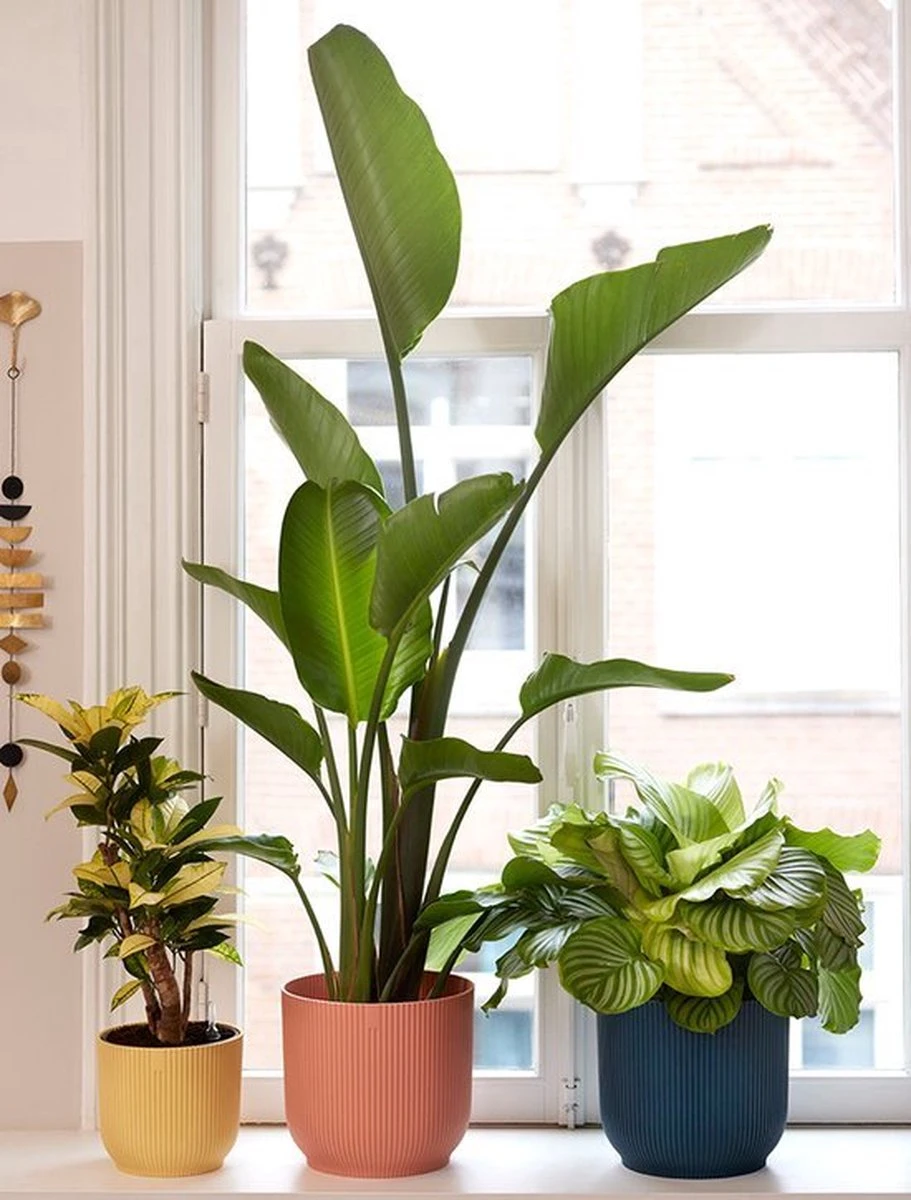 Elho Vibes Fold Rond 25 - Bloempot Voor Binnen - Ø 25.0 X H 23.0 Cm - Delicaat Roze 9 Elho Vibes Fold Rond 25 - Bloempot Voor Binnen - Ø 25.0 X H 23.0 Cm - Delicaat Roze - Afbeelding 7