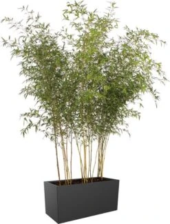 Elho Vivo Matt Finish Lang Wielen 90 - Grote Staande Plantenbak Voor Binnen & Buiten - Gemaakt Van Gereycled Plastic - L 39 X W 88 X H 41 Cm - Zwart 17 Elho Vivo Matt Finish Lang Wielen 90 - Grote Staande Plantenbak Voor Binnen & Buiten - Gemaakt Van Gereycled Plastic - L 39 X W 88 X H 41 Cm - Zwart -Tuinverzorgings Winkel 911x1200