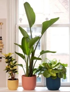 Elho Vibes Fold Rond 30 - Bloempot Voor Binnen - Ø 29.5 X H 27.2 Cm - Delicaat Roze -Tuinverzorgings Winkel 911x1200 3