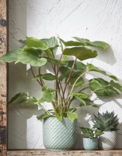 Mica Decorations Daan Bloempot - H17,5 X Ø19 Cm - Groen 13 Mica Decorations Daan Bloempot - H17,5 X Ø19 Cm - Groen -Tuinverzorgings Winkel 942x1200 3