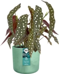 Elho The Ocean Collection Round 22cm - Bloempot Voor Binnen - 100% Gerecycled Materiaal - Gemaakt Met Zeeafval - Ø 22.3 X H 20.4 Cm - Pacifisch Groen 19 Elho The Ocean Collection Round 22cm - Bloempot Voor Binnen - 100% Gerecycled Materiaal - Gemaakt Met Zeeafval - Ø 22.3 X H 20.4 Cm - Pacifisch Groen -Tuinverzorgings Winkel 952x1200