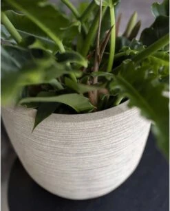 Capi Europe - Bloempot Bol Waste Rib NL - 35x34 - Terrazzo Beige - Voor Binnen En Buiten - KTBR932 19 Capi Europe - Bloempot Bol Waste Rib NL - 35x34 - Terrazzo Beige - Voor Binnen En Buiten - KTBR932 -Tuinverzorgings Winkel 967x1200 1