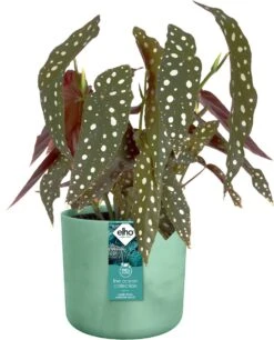 Elho The Ocean Collection Round 22cm - Bloempot Voor Binnen - 100% Gerecycled Materiaal - Gemaakt Met Zeeafval - Ø 22.3 X H 20.4 Cm - Pacifisch Groen 23 Elho The Ocean Collection Round 22cm - Bloempot Voor Binnen - 100% Gerecycled Materiaal - Gemaakt Met Zeeafval - Ø 22.3 X H 20.4 Cm - Pacifisch Groen -Tuinverzorgings Winkel 969x1200 7