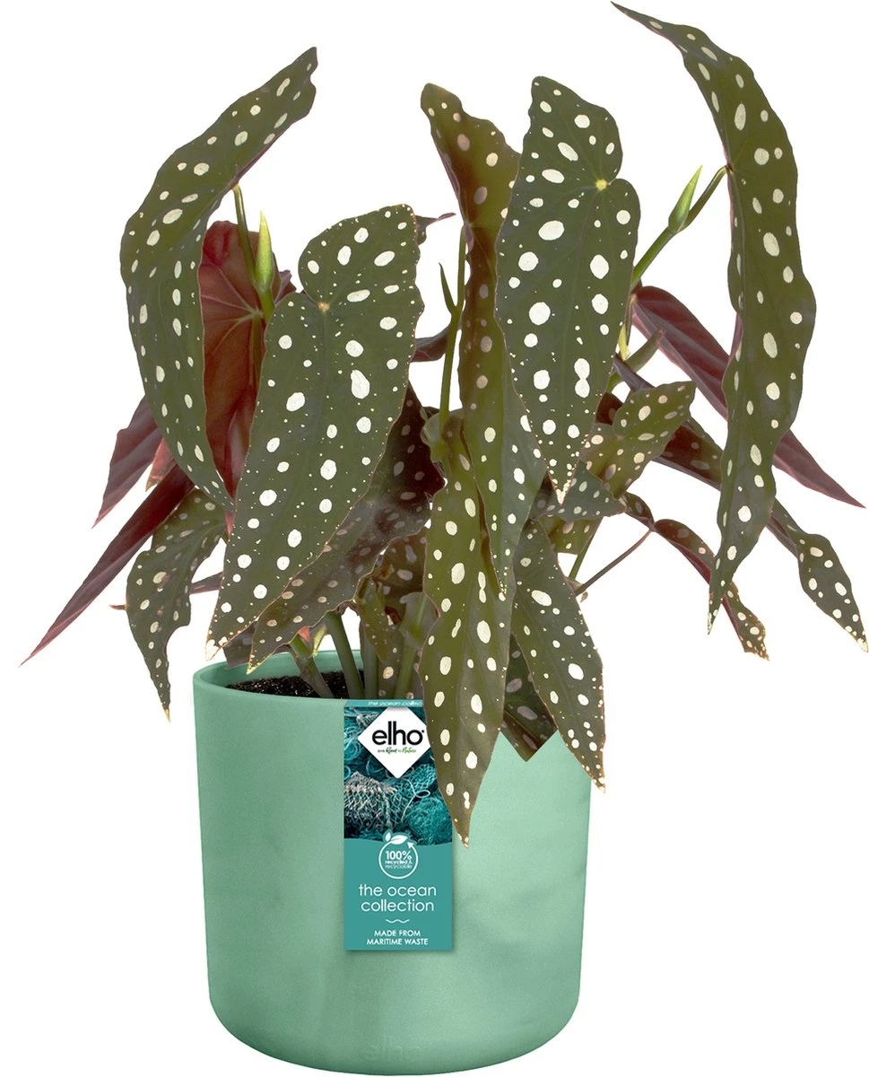 Elho The Ocean Collection Round 22cm - Bloempot Voor Binnen - 100% Gerecycled Materiaal - Gemaakt Met Zeeafval - Ø 22.3 X H 20.4 Cm - Pacifisch Groen 13 Elho The Ocean Collection Round 22cm - Bloempot Voor Binnen - 100% Gerecycled Materiaal - Gemaakt Met Zeeafval - Ø 22.3 X H 20.4 Cm - Pacifisch Groen - Afbeelding 11